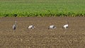 Four cranes, Grus grus, on a harvested field in Mecklenburg-Western Pomerania