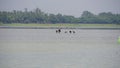 Four cranes & a pelican standing in a waterbody at Oussudu- Boat Club, Puducherry, India.