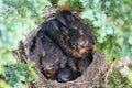 Four cuddling birds in nest looking at camera