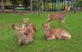 Four curios deers chilling on an emerald loan