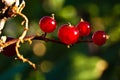 Four currants on a branche.