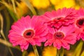 Four, cut Velvet Gerbera Daisy Royalty Free Stock Photo