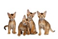 Four Cute Abyssinian Kitten Sitting on Isolated White Background Royalty Free Stock Photo