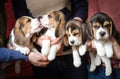 Four cute beagle puppets in ladies` hands.