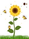 Four cute bees fly to the sunflower to collect nectar. Vector, cartoon style. Royalty Free Stock Photo