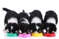 Four cute border collie puppies in a row