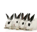 Four cute bunnies