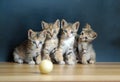 Four cute cats Royalty Free Stock Photo