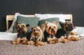 Four cute dogs lie on the bed at home. Yorkshire terrier. Front view Royalty Free Stock Photo