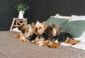 Four cute dogs lie on the bed at home. Yorkshire terrier. Side view Royalty Free Stock Photo