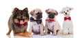Four cute and happy dogs wearing bowties Royalty Free Stock Photo