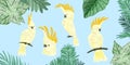 Four cute kakadu, tropical birds, hand drawn