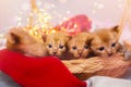 Four cute kittens in a basket Royalty Free Stock Photo