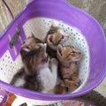Four cute kittens are in a bicycle basket Royalty Free Stock Photo