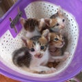Four cute kittens are in a bicycle basket Royalty Free Stock Photo