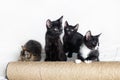 Four cute kittens Royalty Free Stock Photo