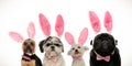 Four cute little dogs wearing bunny ears for easter