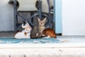 Four cute little kittens snuggling on the floor between the doors. Soft bokeh in the background