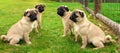 four cute little mops pug dogs puppies sitting in the garden