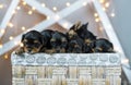 Four cute little Yorkshire terrier dog puppies in a basket.