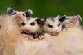 Four cute and lovable joey baby possums Royalty Free Stock Photo