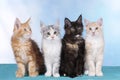 Four cute Maine Coon kitten Royalty Free Stock Photo