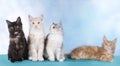 Four cute Maine Coon kitten Royalty Free Stock Photo