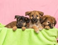 Four cute puppies in a green basket on pink background