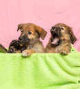 Four cute puppies in a green basket on pink background