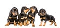 Four cute puppy breed Slovakian Hund Royalty Free Stock Photo