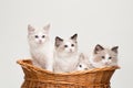 Four cute ragdoll kittens in a basket Royalty Free Stock Photo