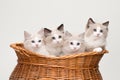 Four cute ragdoll kittens in a basket Royalty Free Stock Photo