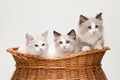 Four cute ragdoll kittens in a basket Royalty Free Stock Photo