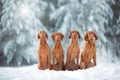 Four Cute red dog visla sitting in the snow, portrait Royalty Free Stock Photo
