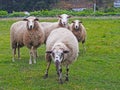 Four cute sheeps on green grass