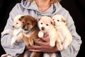 Four cute Shiba inu puppies in the hands of a breeder