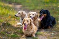 Four cute small dogs are posing on nature background. Blurred background. Pets and animals. Royalty Free Stock Photo