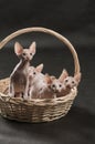 Four cute sphynx kitten Royalty Free Stock Photo