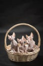 Four cute sphynx kitten