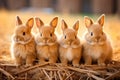 Four cute young baby bunnies in hay