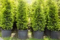 Four cypress in pots stand in a row, trees in a nursery, for sale on landscaping, evergreen Royalty Free Stock Photo