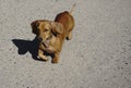 Four dachshunds on the dog show