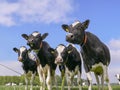 Four dairy cows, black and white Holsteins, standing in line in a meadow.