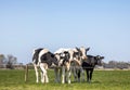 Four dairy cows, heifer, black and white Holsteins, standing in line in a meadow under a blue sky and a faraway straight horizon Royalty Free Stock Photo