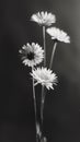 Four daisies against dark background Royalty Free Stock Photo