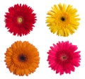 Four daisy-gerbera flowers Royalty Free Stock Photo
