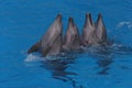 Four dancing dolphins Royalty Free Stock Photo