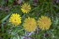 Four dandelion flowers viewed from the top