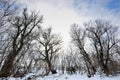 Four Dark Leaning Trees Against a Cloudy Sky