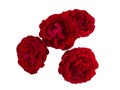 Four dark red roses